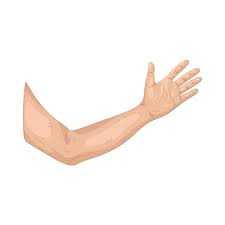 Arm