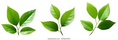 Leaf